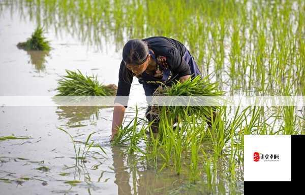 水稻插秧操作指南：种植流程详解